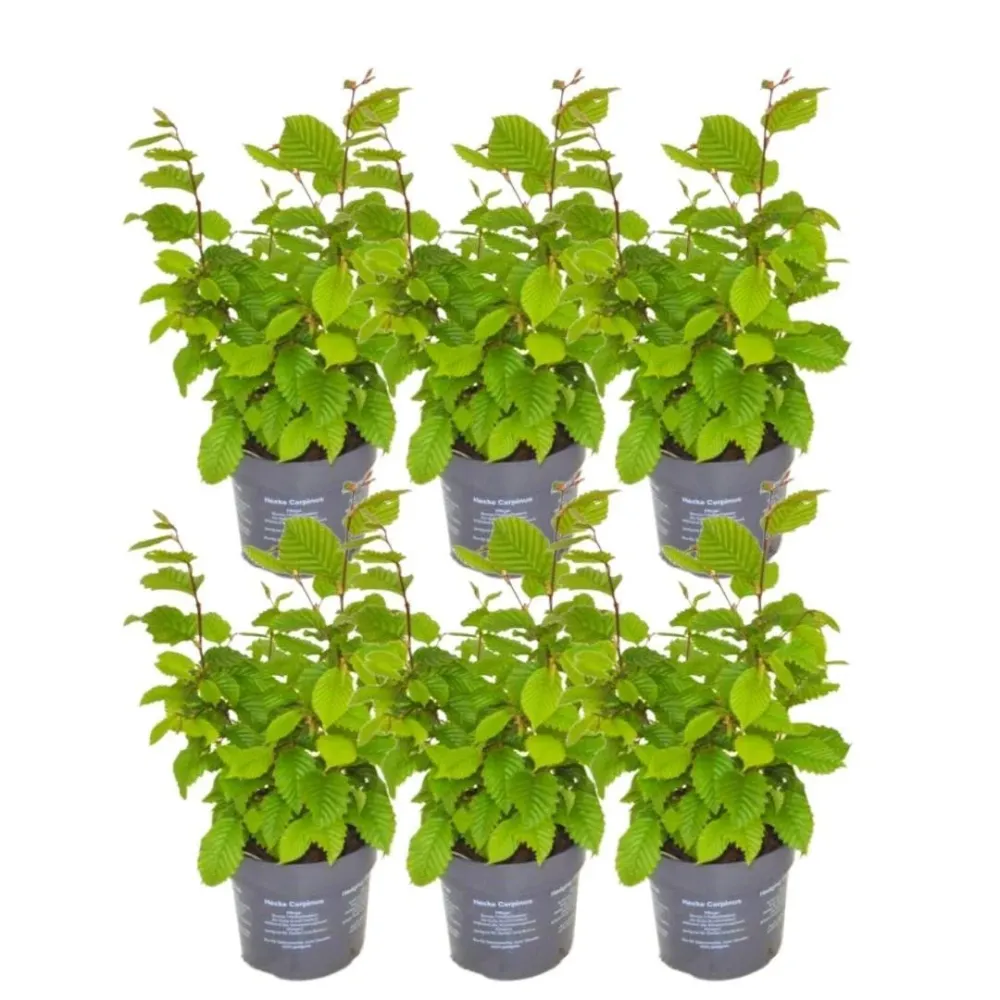 Carpinus Betulus - Set om 6