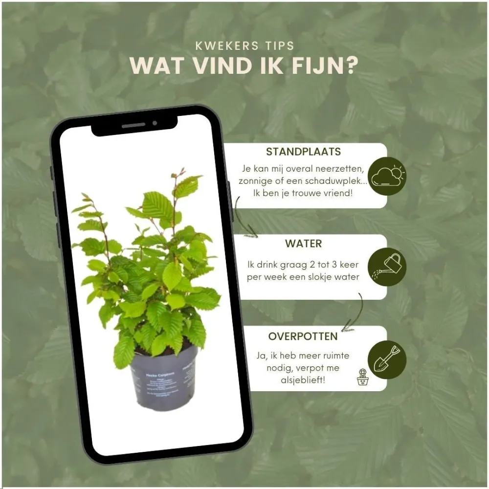 Carpinus Betulus - Set om 6