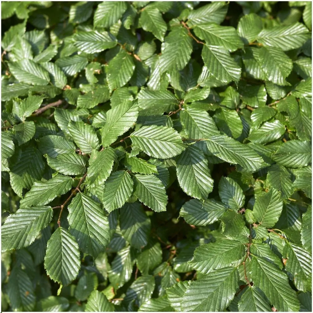 Carpinus Betulus - Set om 6