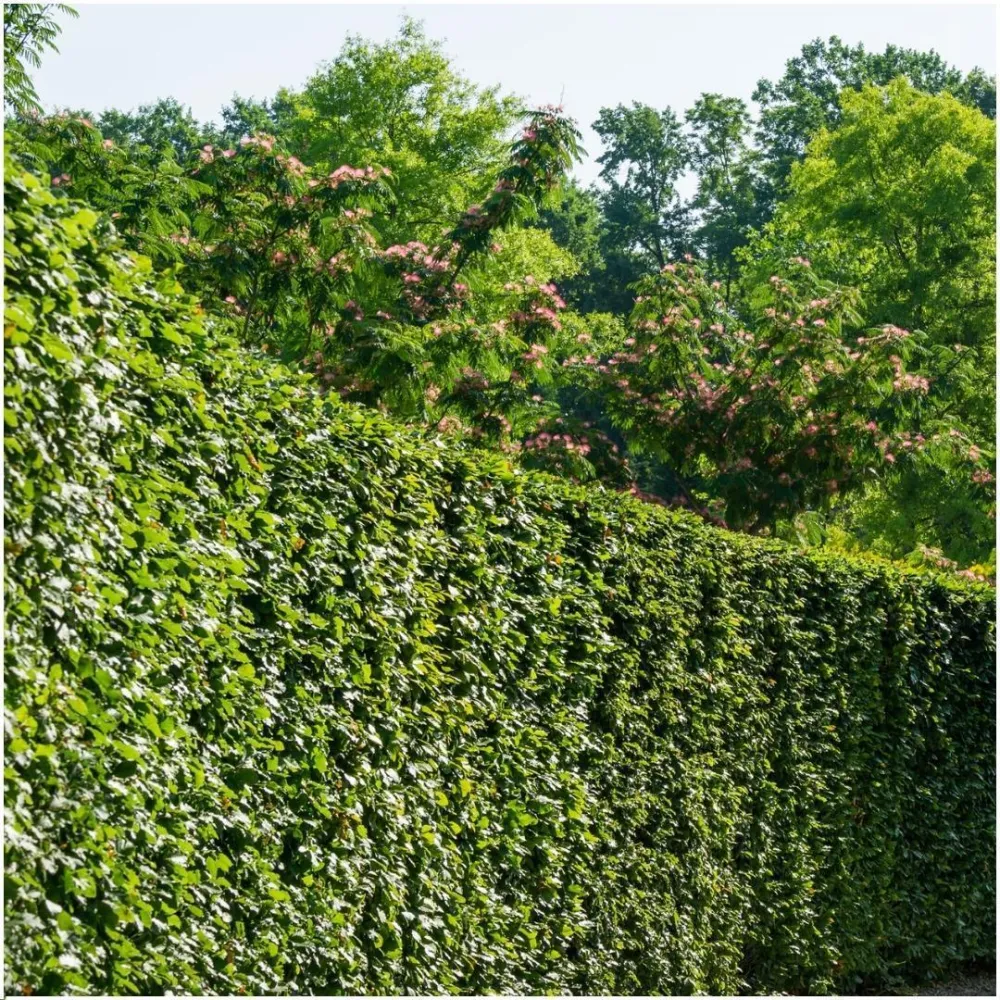 Carpinus Betulus - Set om 6