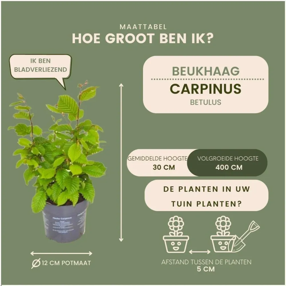 Carpinus Betulus - Set om 6