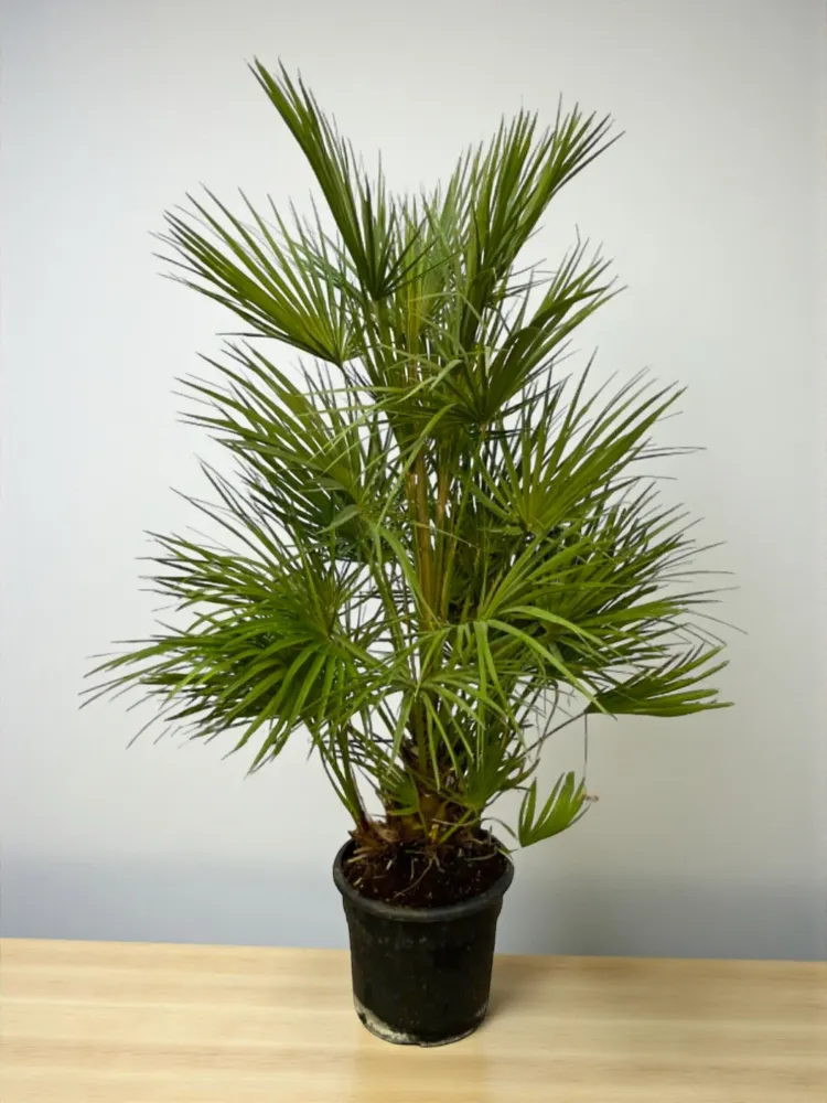 Chamaerops Humilis