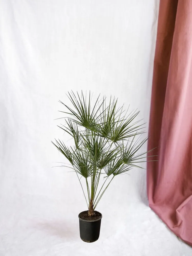 Chamaerops Humilis