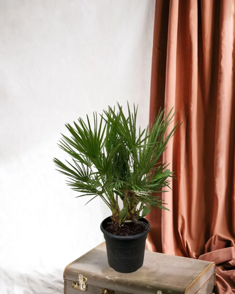 Chamaerops Humilis