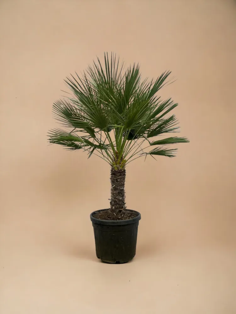 Chamaerops Humilis h180cm