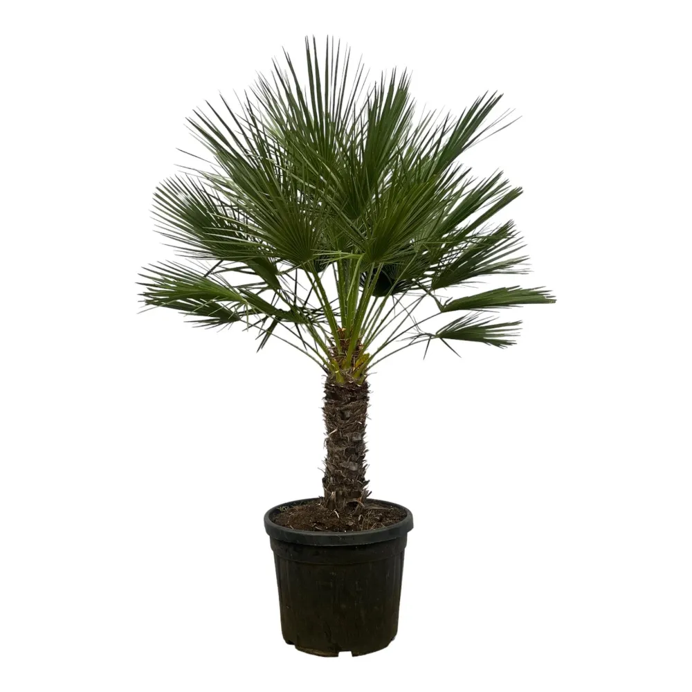Chamaerops Humilis h180cm