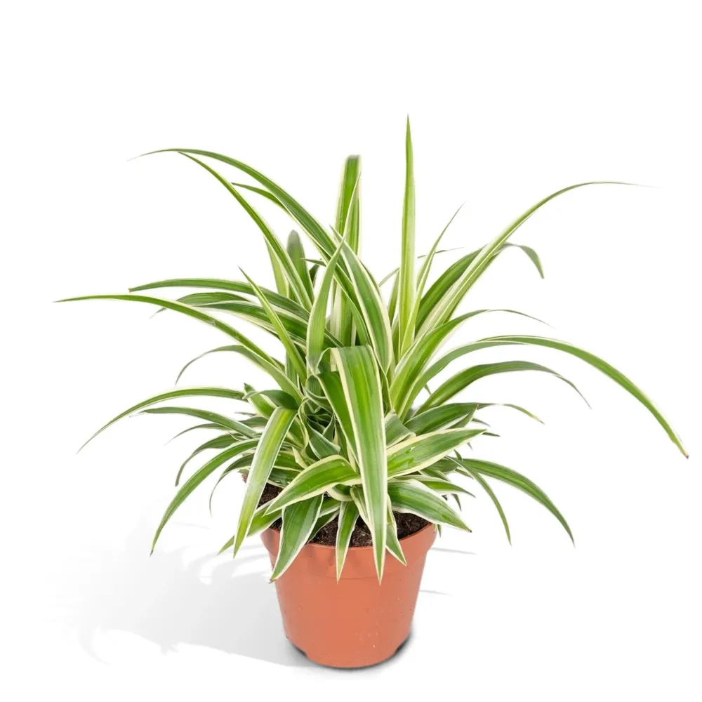 Chlorophytum variegata