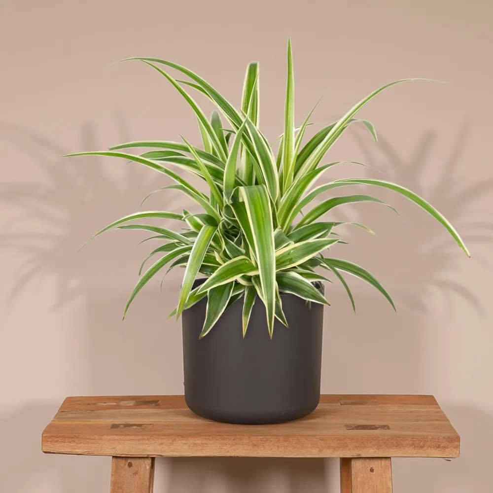 Chlorophytum variegata