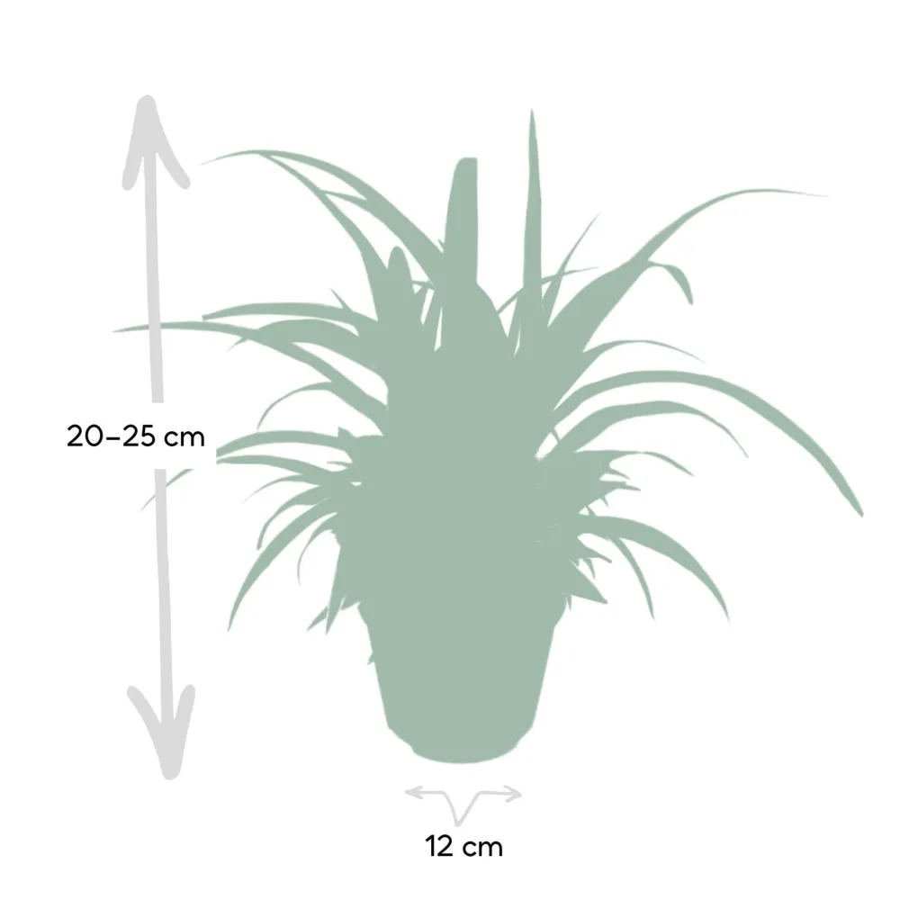 Chlorophytum variegata