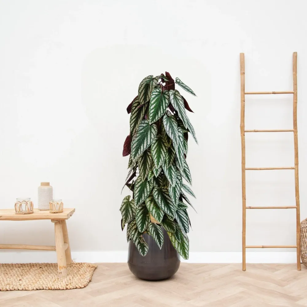 Cissus missfärgad pyramid