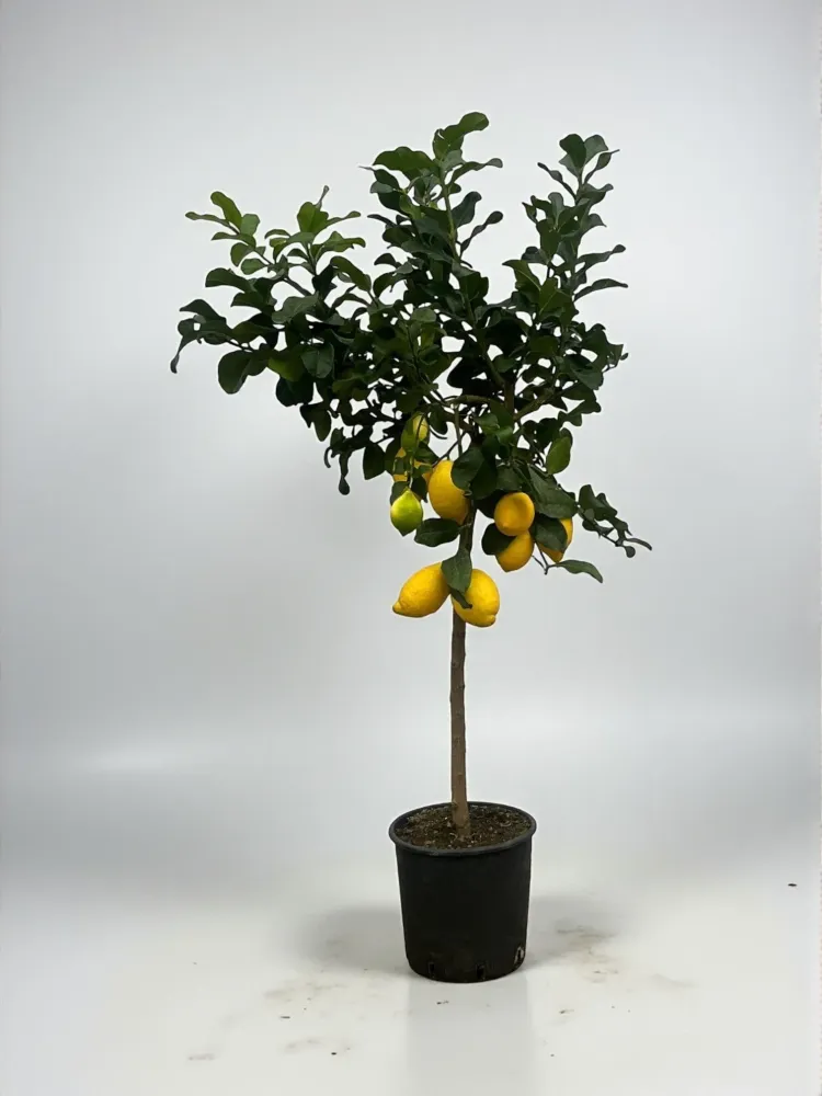Citron