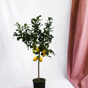 Citron