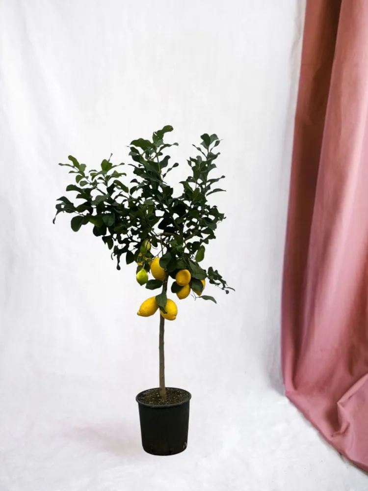 Citron