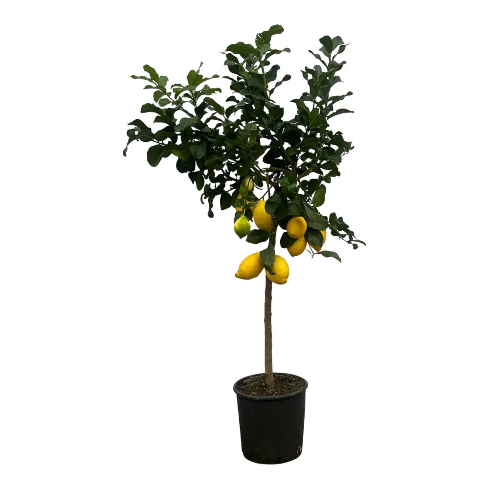 Citron