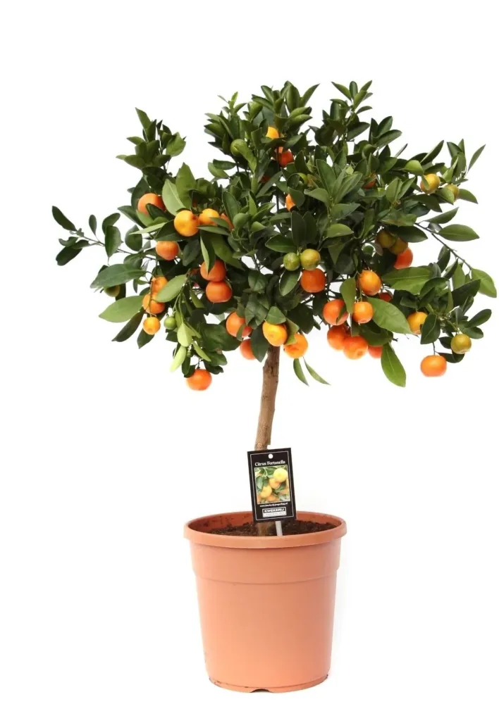 Citrus Calamondin