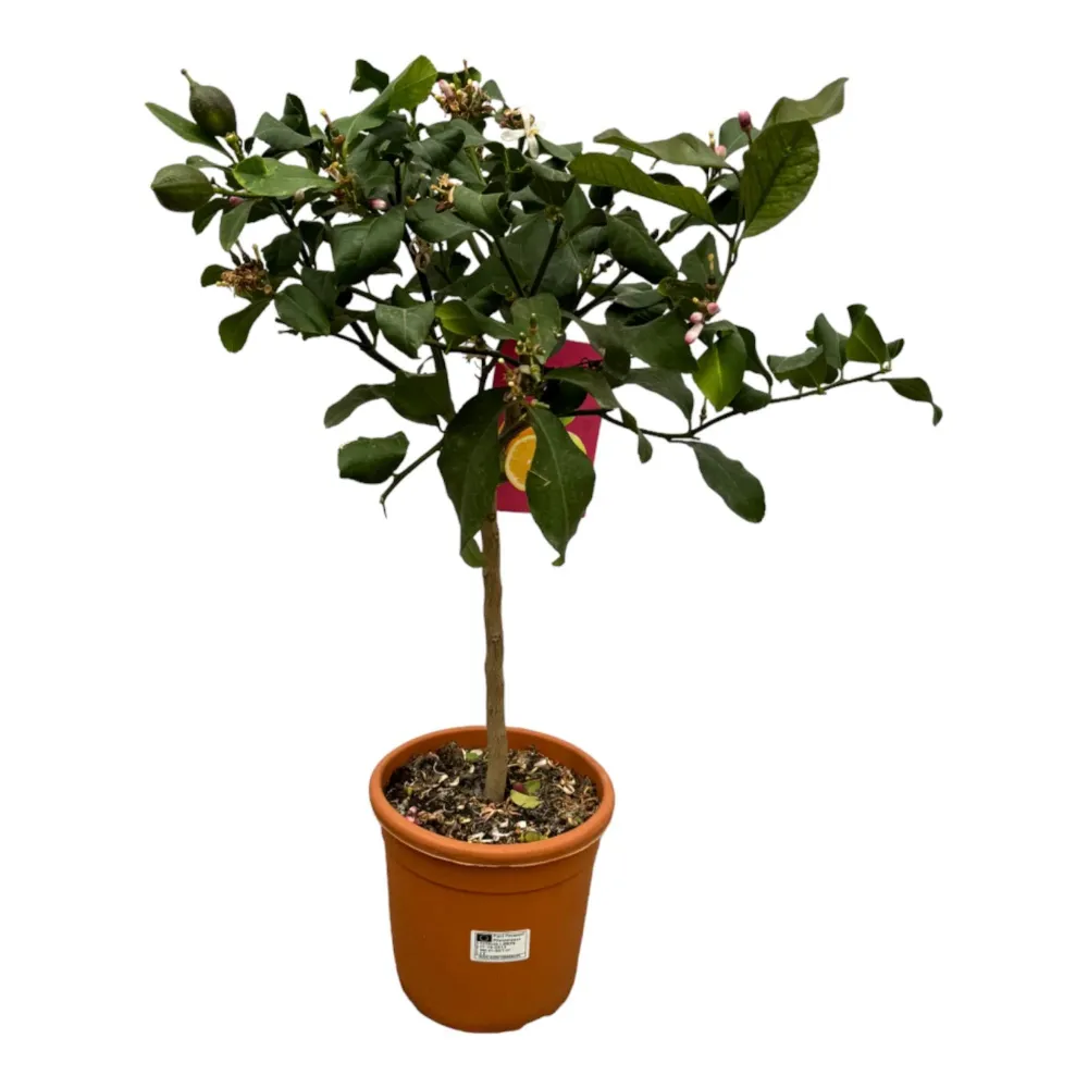 Citrus Citron - 80 cm - Ø22cm