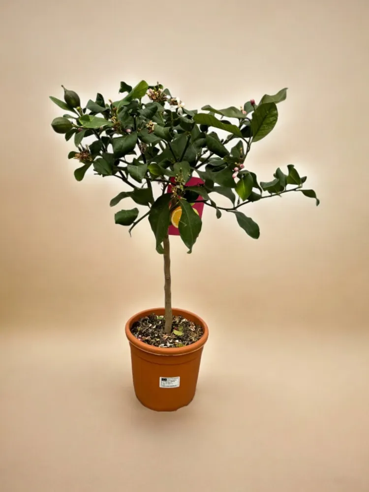 Citrus Citron - 80 cm - Ø22cm