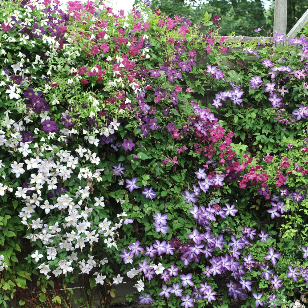 Clematis (Clematis) 'Rainbow'
