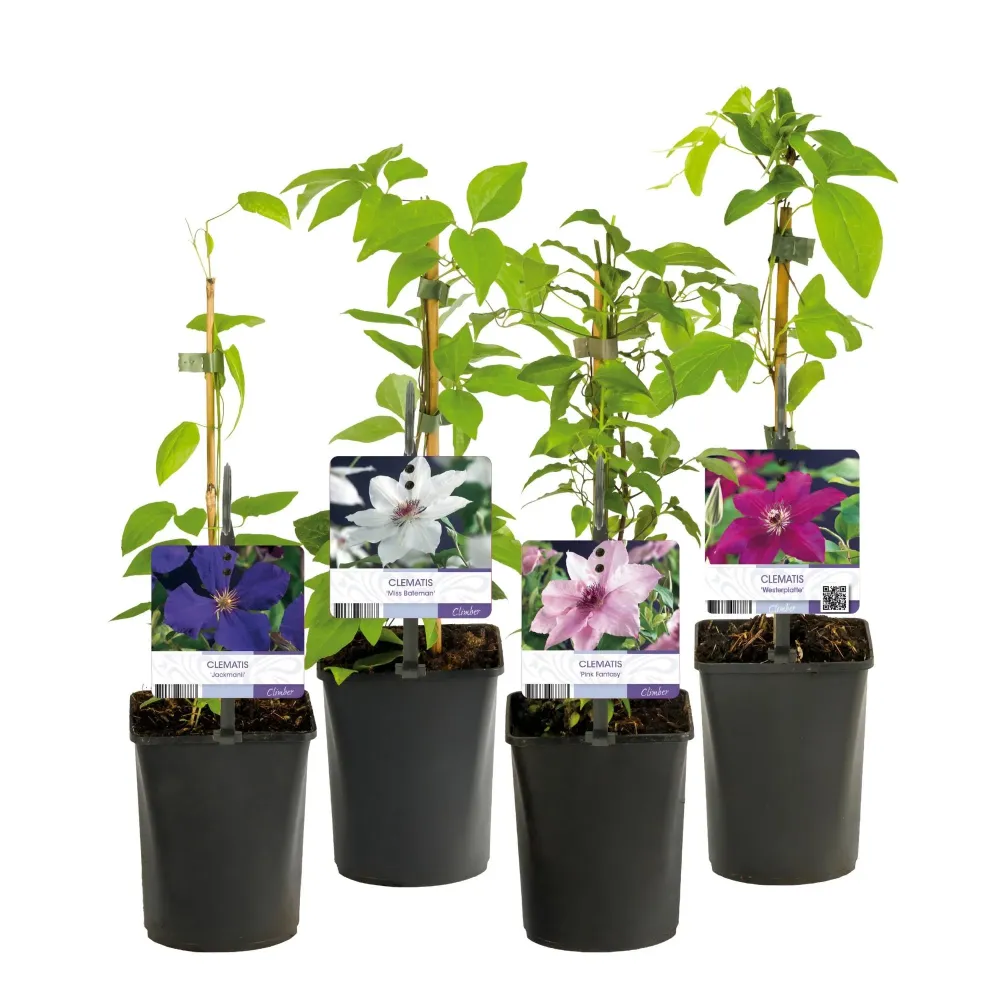 Clematis (Clematis) 'Rainbow'