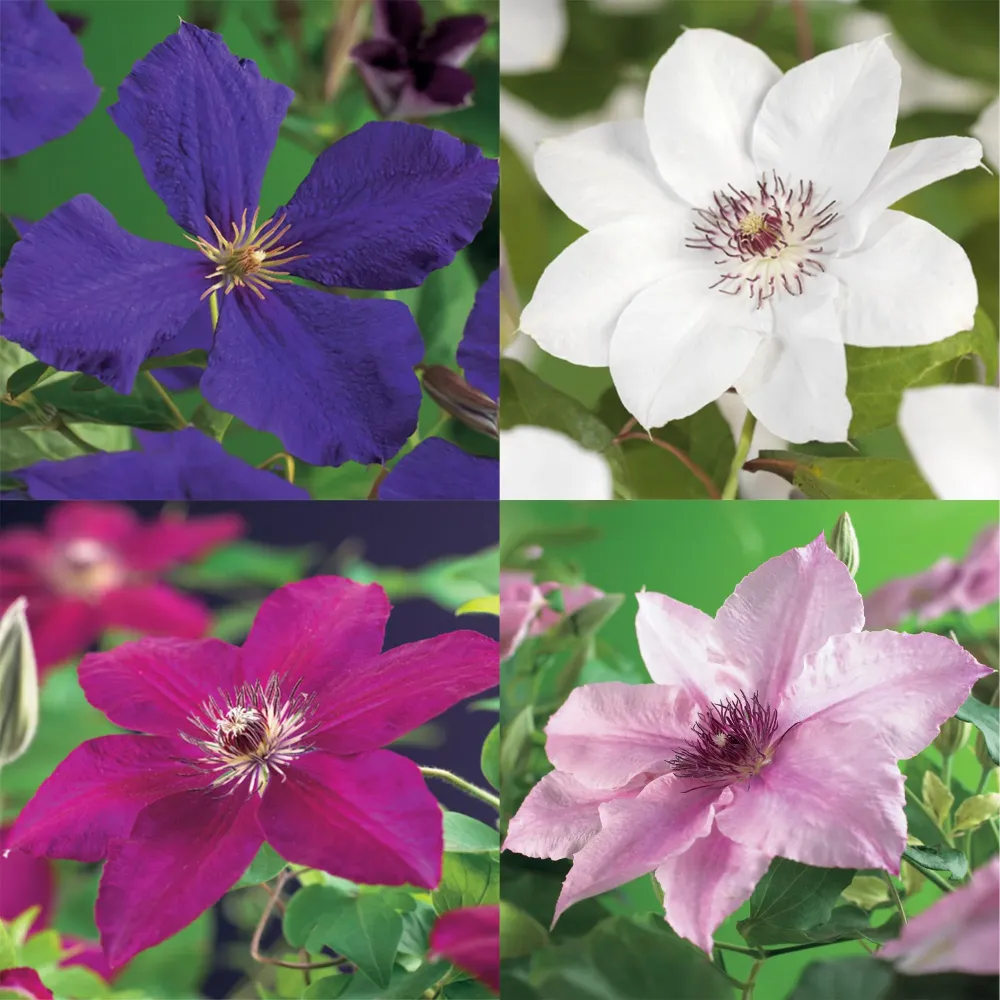 Clematis (Clematis) 'Rainbow'