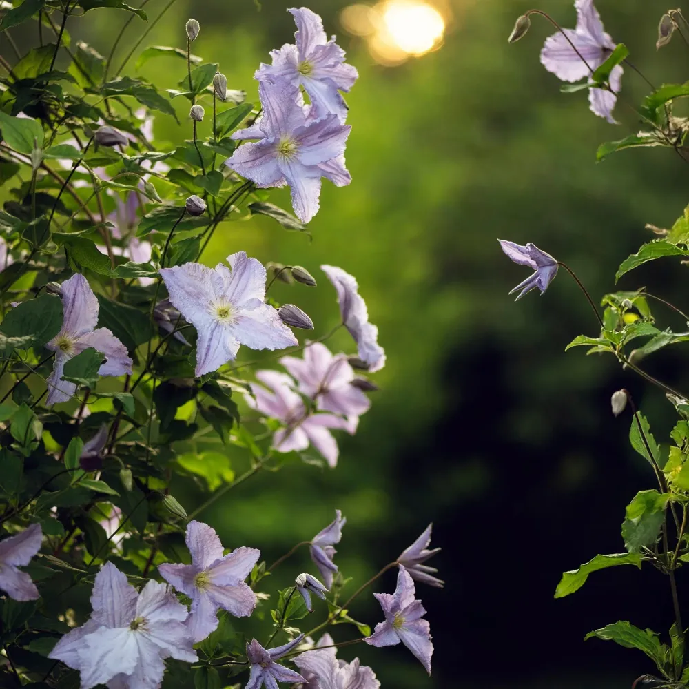 Clematis (Clematit) 'Blue Angel'