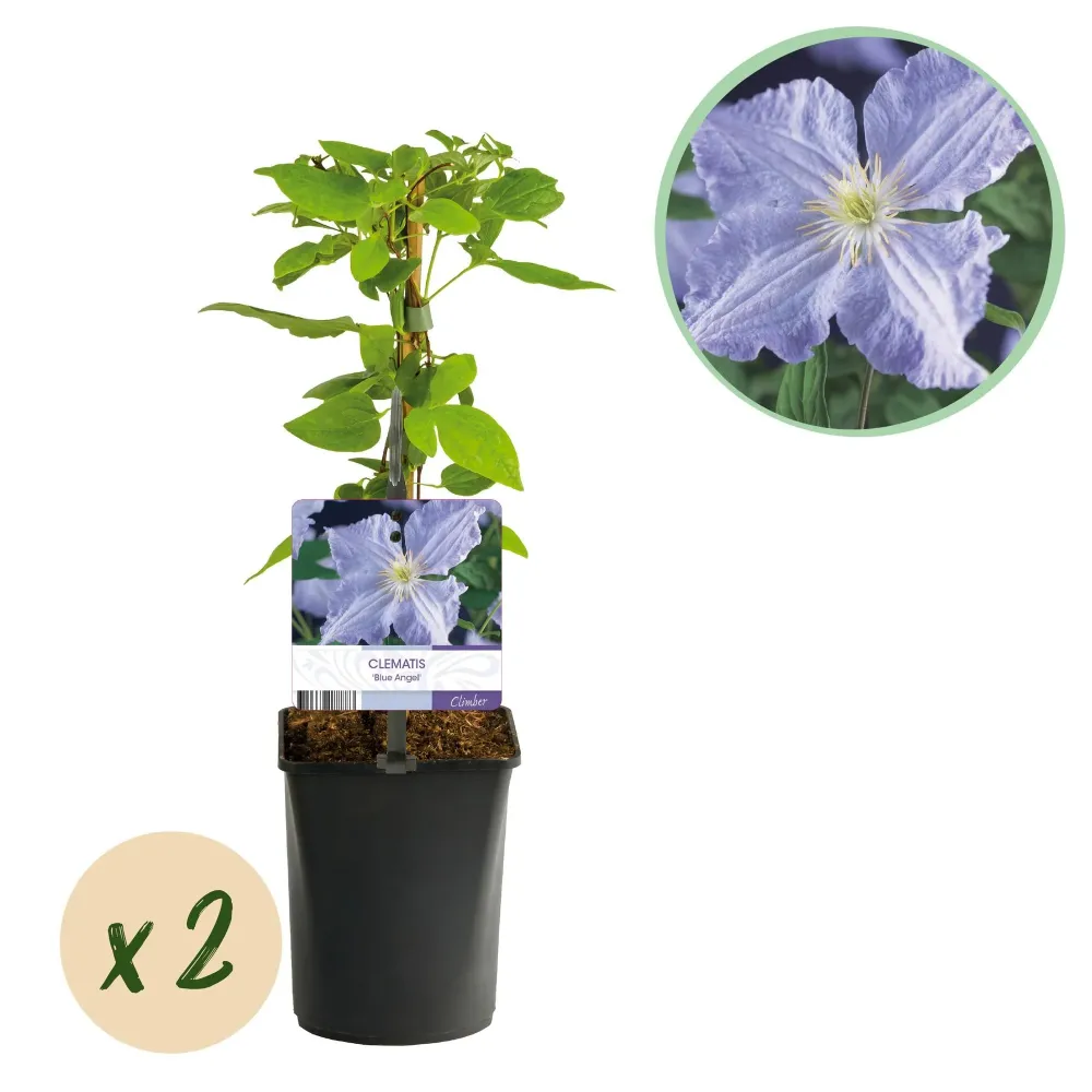 Clematis (Clematit) 'Blue Angel'