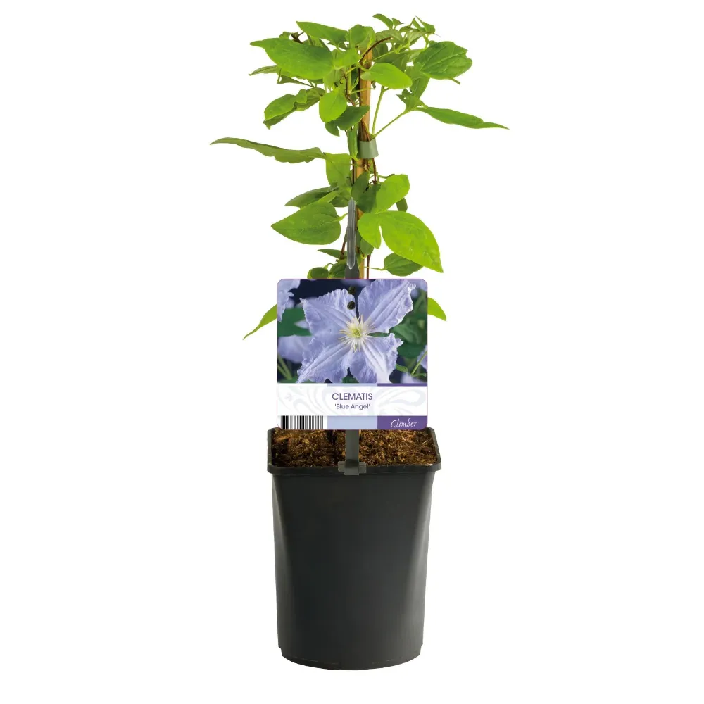 Clematis (Clematit) 'Blue Angel'