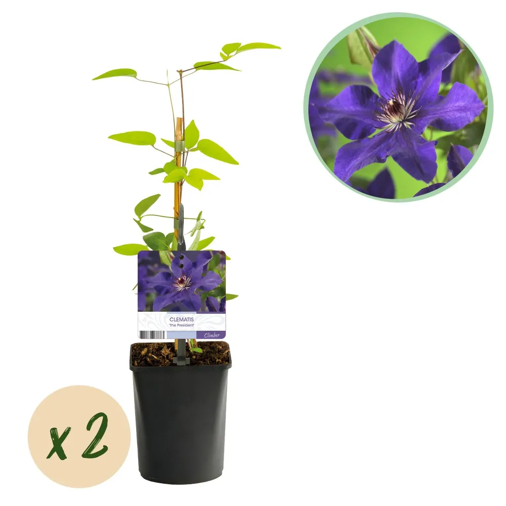 Clematis (Clematit) ' President'