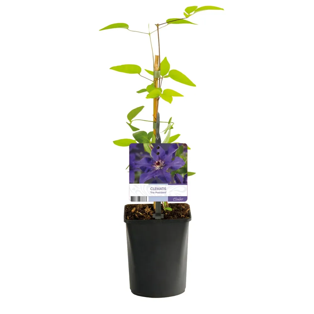 Clematis (Clematit) ' President'