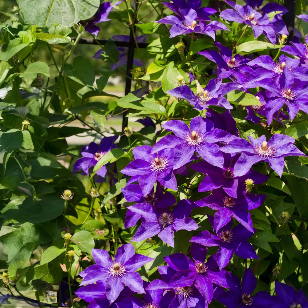 Clematis (Clematit) ' President'