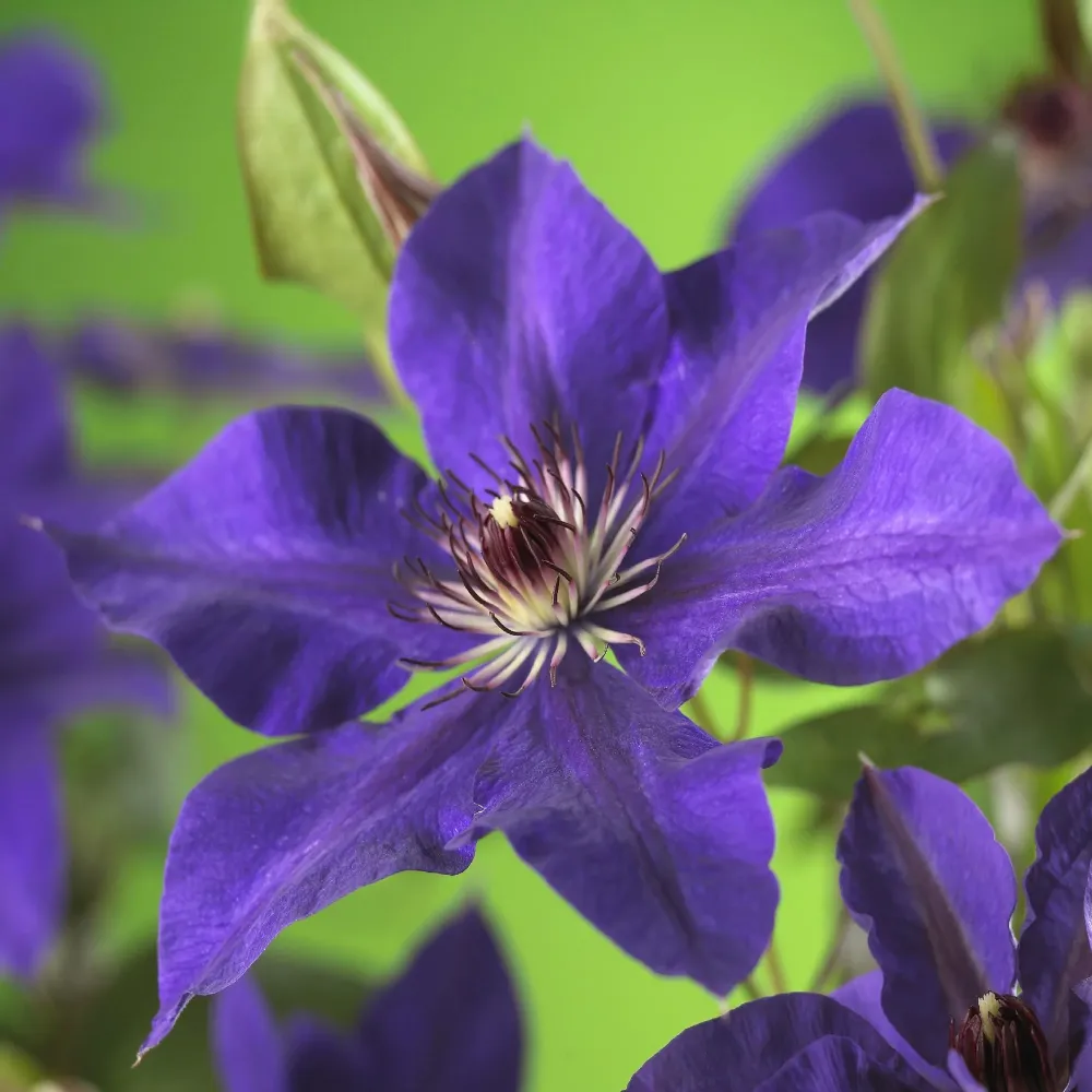 Clematis (Clematit) ' President'