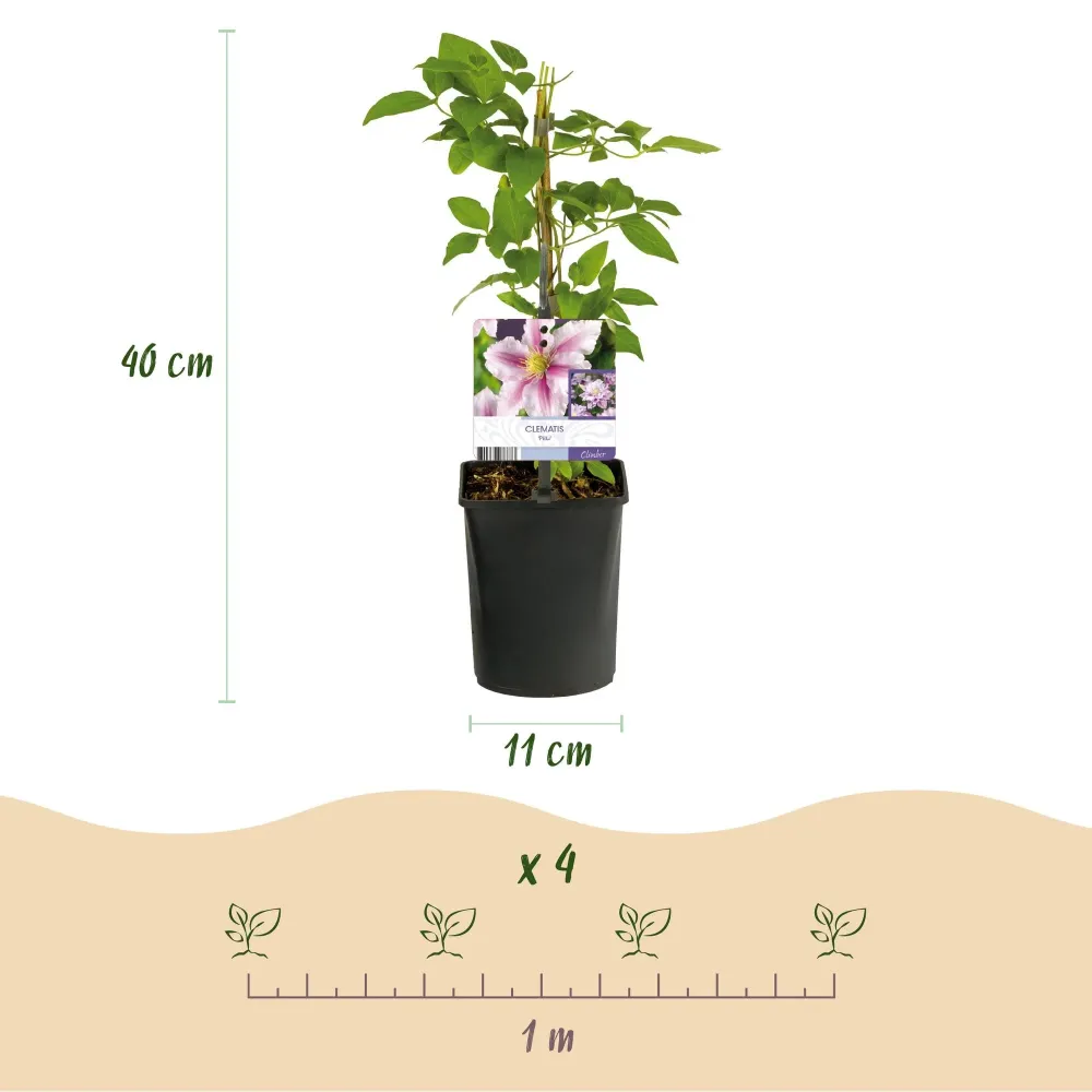 Clematis (Klematis) 'Piilu'