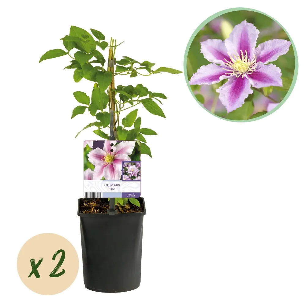 Clematis (Klematis) 'Piilu'