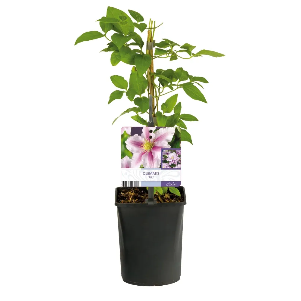 Clematis (Klematis) 'Piilu'