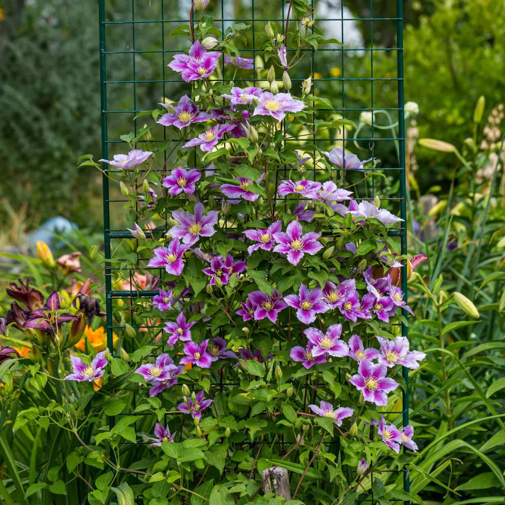 Clematis (Klematis) 'Piilu'