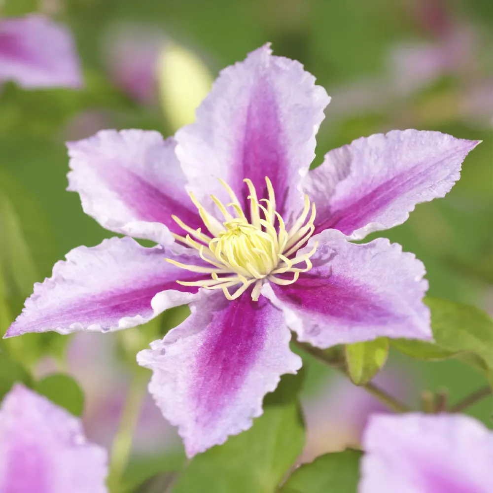Clematis (Klematis) 'Piilu'
