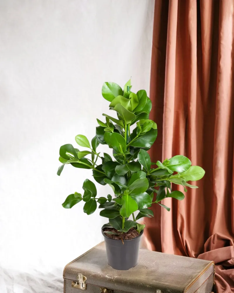 Clusia Rosea