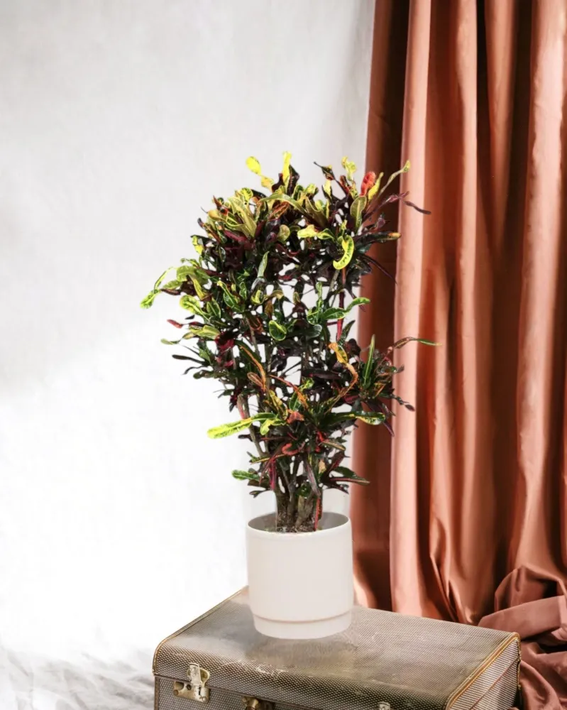 Codiaeum croton färgglada
