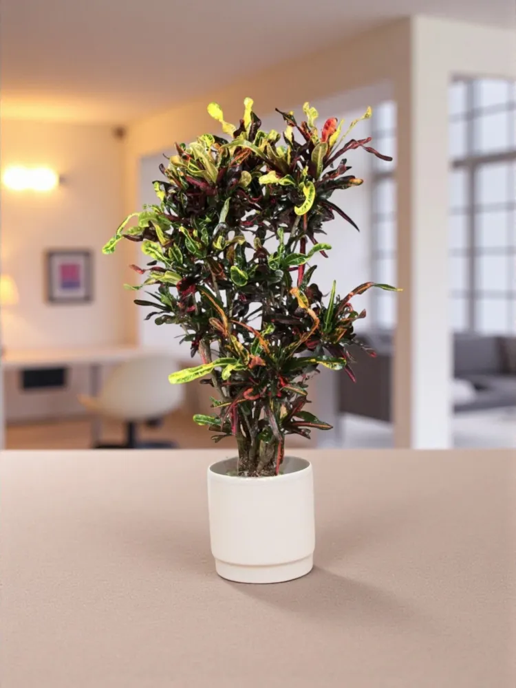 Codiaeum croton färgglada