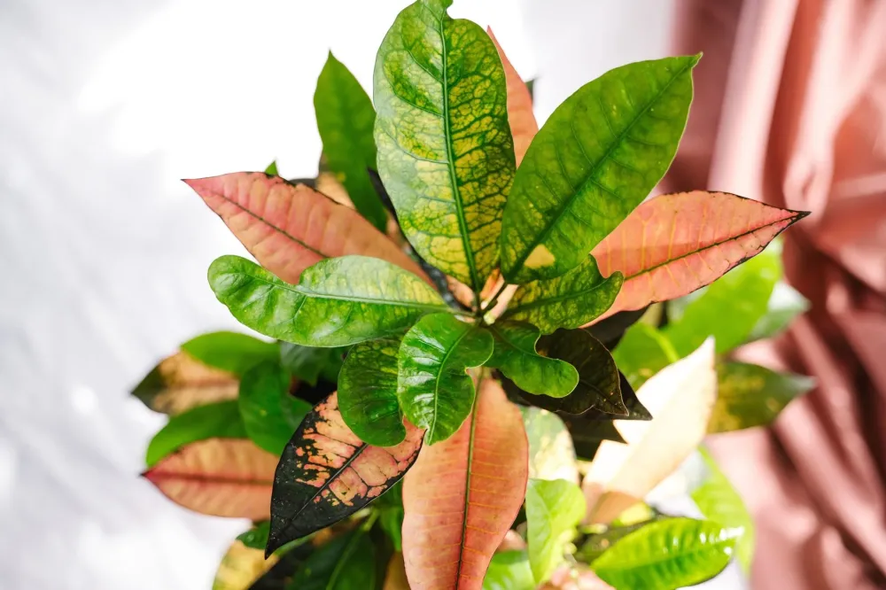 Codiaeum croton Iceton