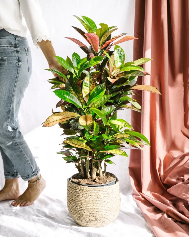 Codiaeum croton Iceton