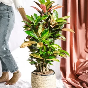 Codiaeum croton Iceton