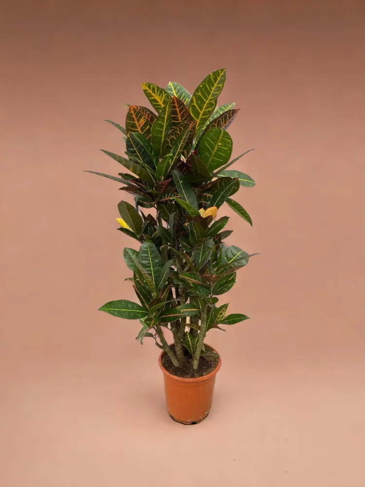 Codiaeum croton Petra