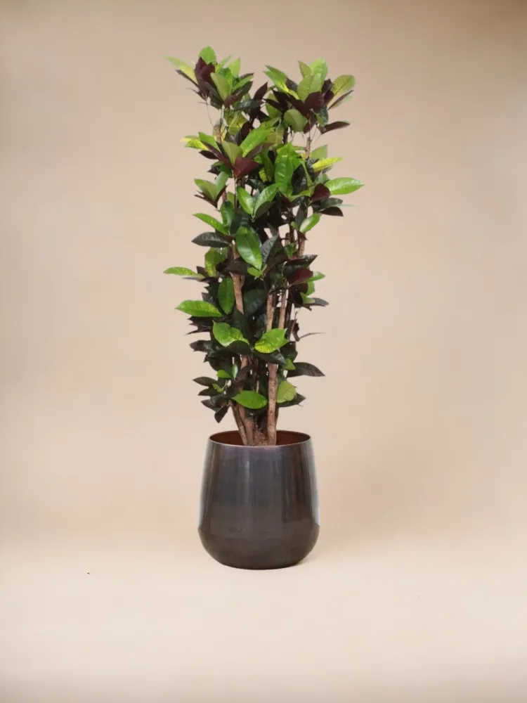 Codiaeum Iceton krysantemum
