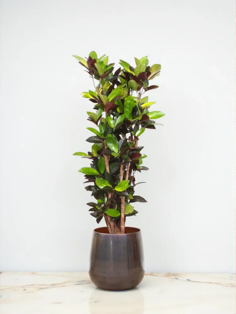 Codiaeum Iceton krysantemum