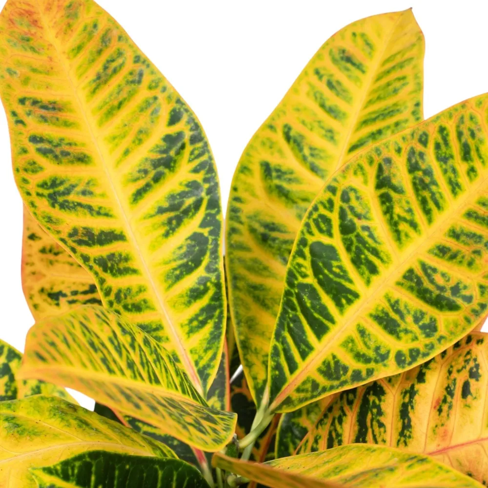 Codiaeum Petra Krotong