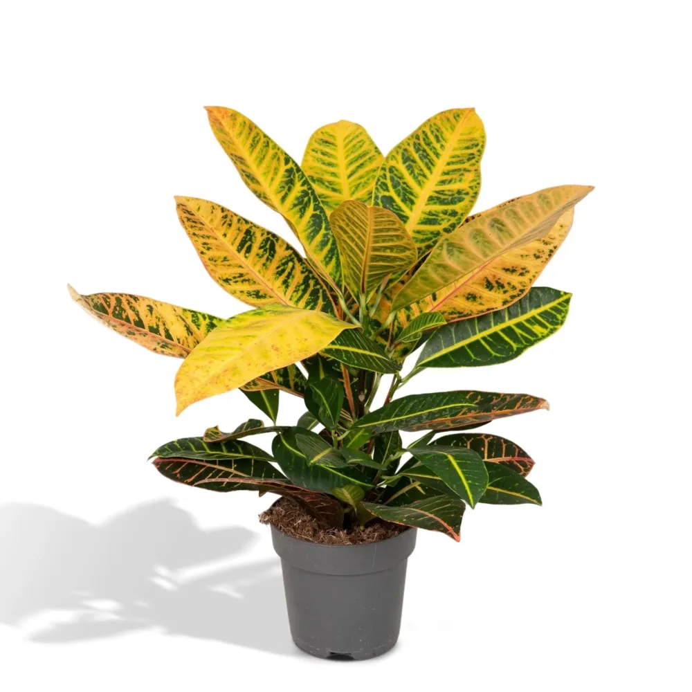 Codiaeum Petra Krotong