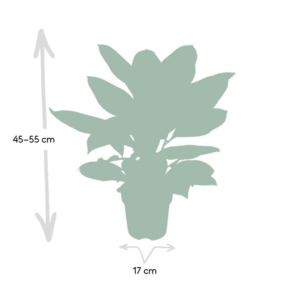 Codiaeum Petra Krotong