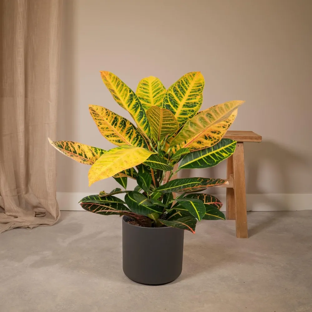Codiaeum Petra Krotong
