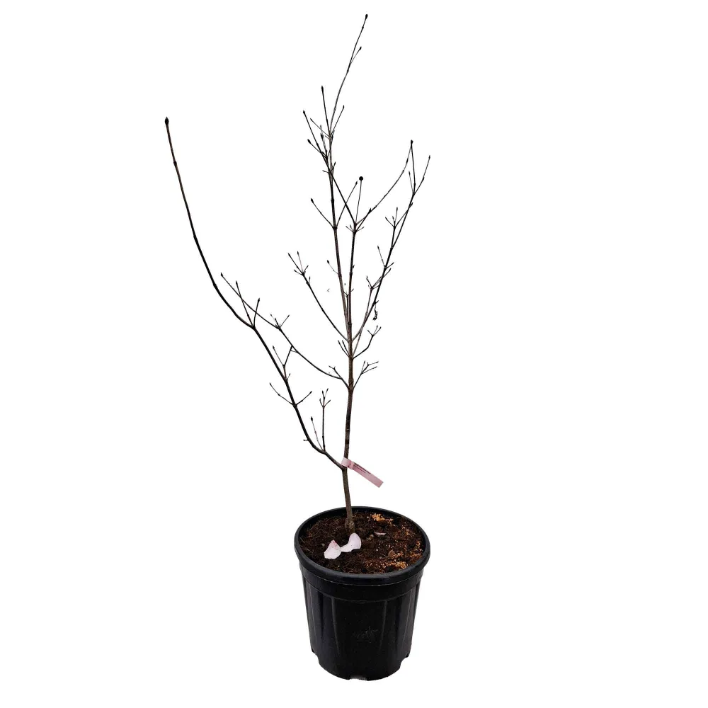 Cornus kousa 'Satomi' 80-100 C12